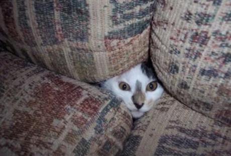 Creepy Cat Poking Head Through Sofa