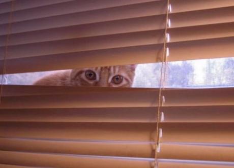 Creepy Cat Looking Through gap in the Window Blinds