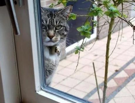Creepy Cat Looking Through Window