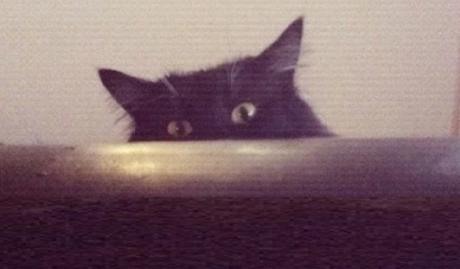 Scary cat looking over the sofa
