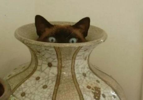 Creepy Cat Poking out of a Vase