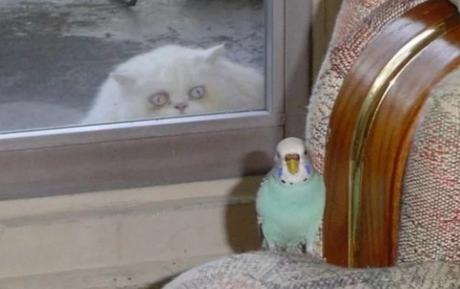Creepy Cat Looking Through Window at a Bird