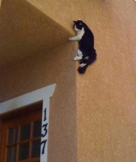 Creepy Cat Climbing a Wall Ready to Attack