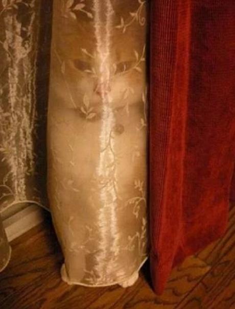 Creepy Cat Behind a Net Curtain