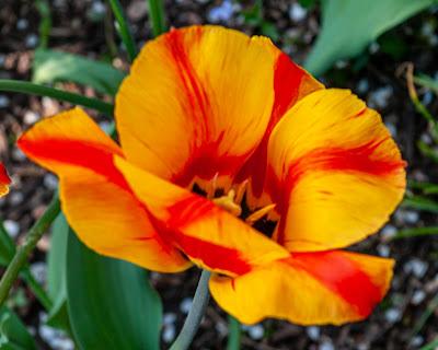 Tulip extravaganza