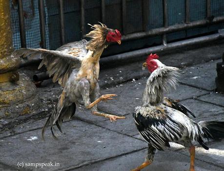 கொக்கரக் கொக்கரக்கோ சேவலே!