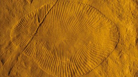 More than 500 million years ago, strange, complex creatures appeared on Earth.  Scientists now think they know why