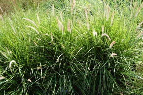 Pennisetum orientale 'Fairy Tales' (08/09/12, Kew Gardens, London)