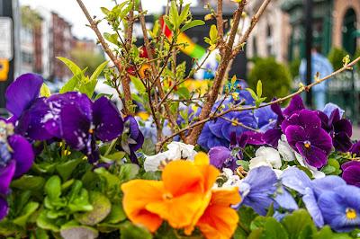Three pansy-scapes in Hoboken