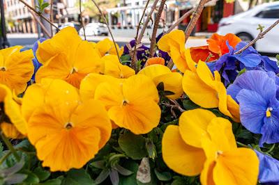 Three pansy-scapes in Hoboken