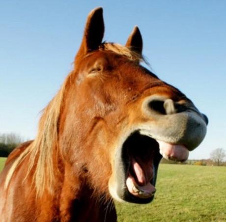 Laughing Horse