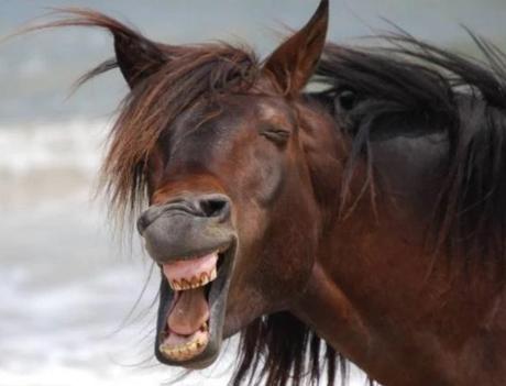 Laughing Horse