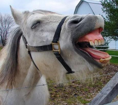 Laughing Horse