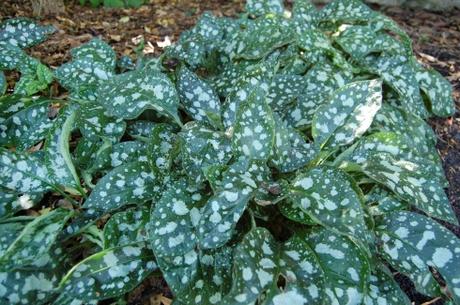 Pulmonaria saccharata 'Leopard' (08/08/12, Kew Gardens, London)