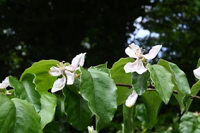 Tree Following May 2024 - Quincelet time