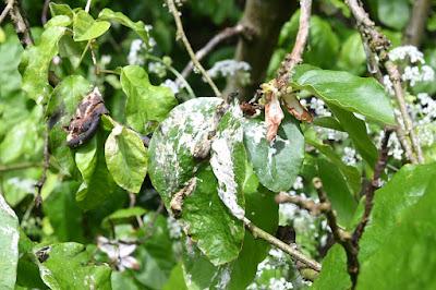 Tree Following May 2024 - Quincelet time