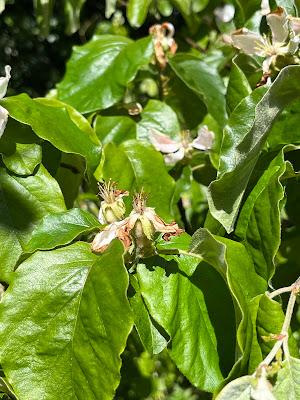 Tree Following May 2024 - Quincelet time