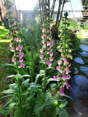 A Few of My Favorite Things