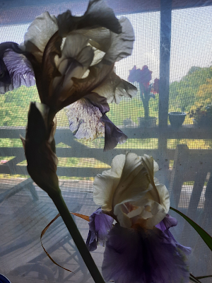 A Few of My Favorite Things