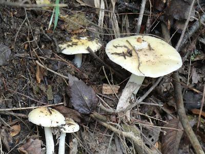 Mushroom Weather