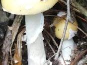 Mushroom Weather