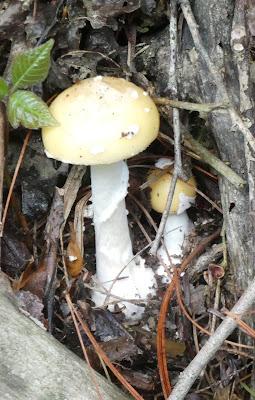 Mushroom Weather