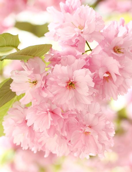 Cherry Blossoms, Sakura, Pink Cherry Blossoms, Cherry Blossoms New York, Floral Beauty