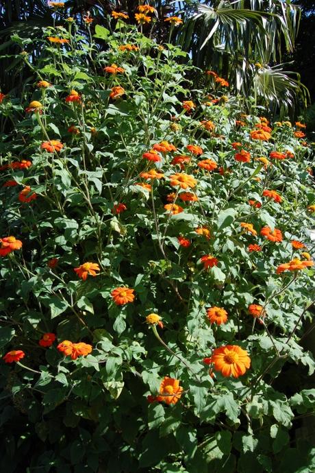 Tithonia rotundifolia 'Torch' (08/09/12, Kew Gardens, London)