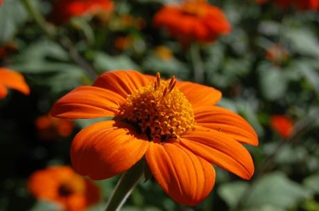 Tithonia rotundifolia 'Torch' Flower (08/09/12, Kew Gardens, London)