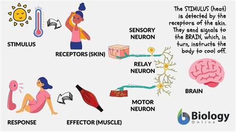 What Organs In Your Body Respond To The Stimulus Of Light For Your Sense Of Sight?