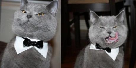 Cat Wearing a Black Bow Tie