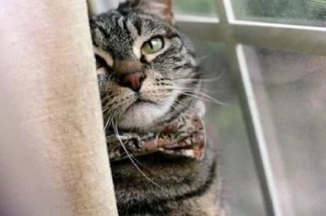 Cat Wearing an Orange, Patterned Bow Tie