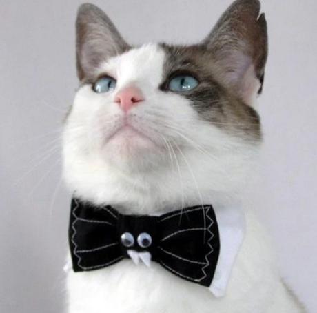 Cat Wearing a Vampire Black Bow Tie