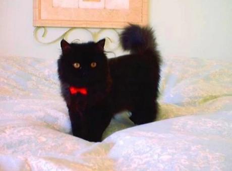 Cat Wearing a Red Bow Tie