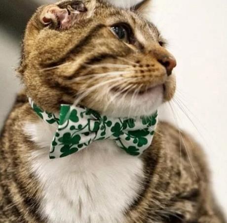 Cat Wearing a Green Shamrock Bow Tie