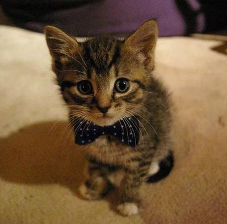 Kitten Wearing a Black and White Spotted Bow Tie