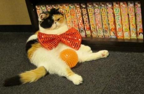 Cat Wearing an Orange, Oversized Bow Tie