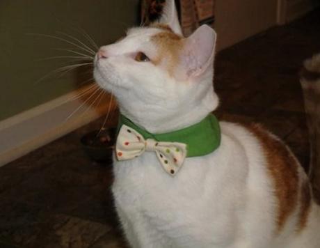 Cat Wearing a Green and Spotted Bow Tie