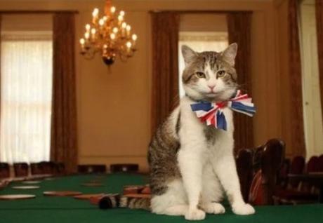 Cat Wearing a Union Jack Bow Tie