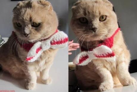 Cat Wearing a Knitted Bow Tie