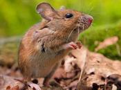 Tips: Keep Mice Travel Trailer