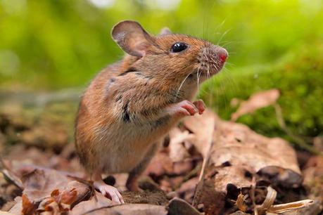 how to keep mice out of a travel trailer