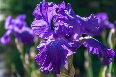 My mother loved irises