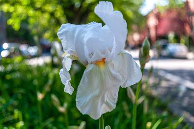 My mother loved irises