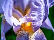 Mother Loved Irises