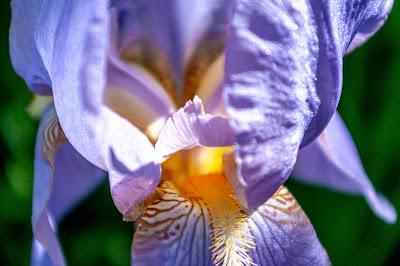 My mother loved irises