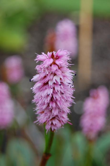 Polygonum coriaceum Flower (20/10/12, Kew Gardens, London) Bistorta coriacea Flower (20/10/12, Kew Gardens, London)