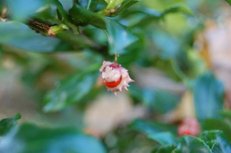 Euonymus vagans Berry (18/11/12, Kew Gardens, London)