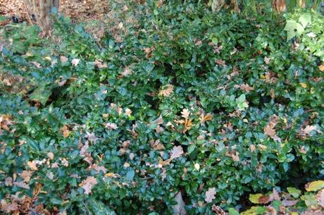 Euonymus vagans (18/11/12, Kew Gardens, London)