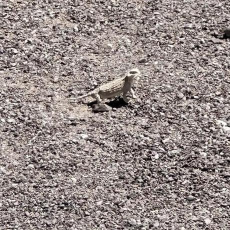 Our Pictures of Fort Craig - A Horny Toad.